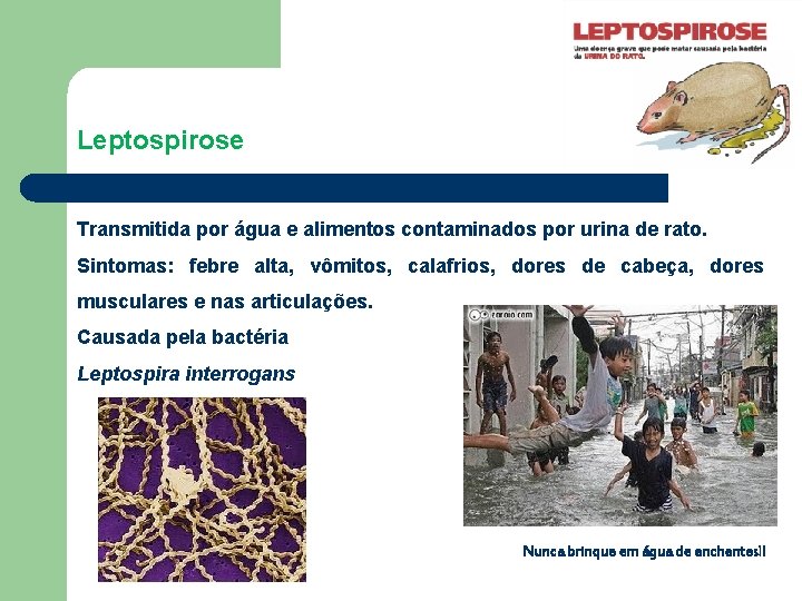 Leptospirose Transmitida por água e alimentos contaminados por urina de rato. Sintomas: febre alta,