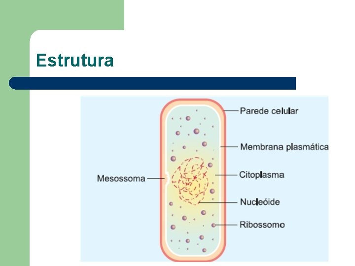 Estrutura 