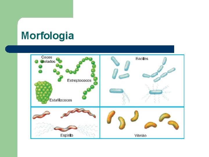 Morfologia 