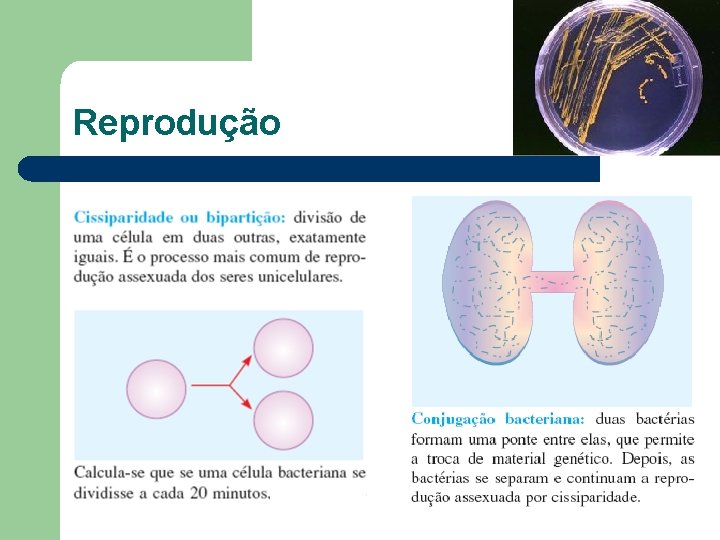 Reprodução 