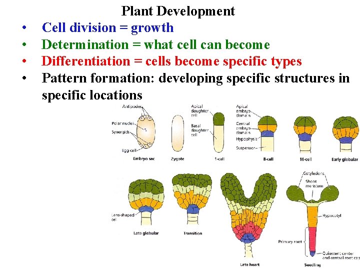  • • Plant Development Cell division = growth Determination = what cell can