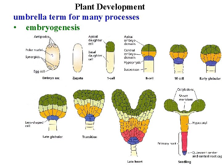 Plant Development umbrella term for many processes • embryogenesis 