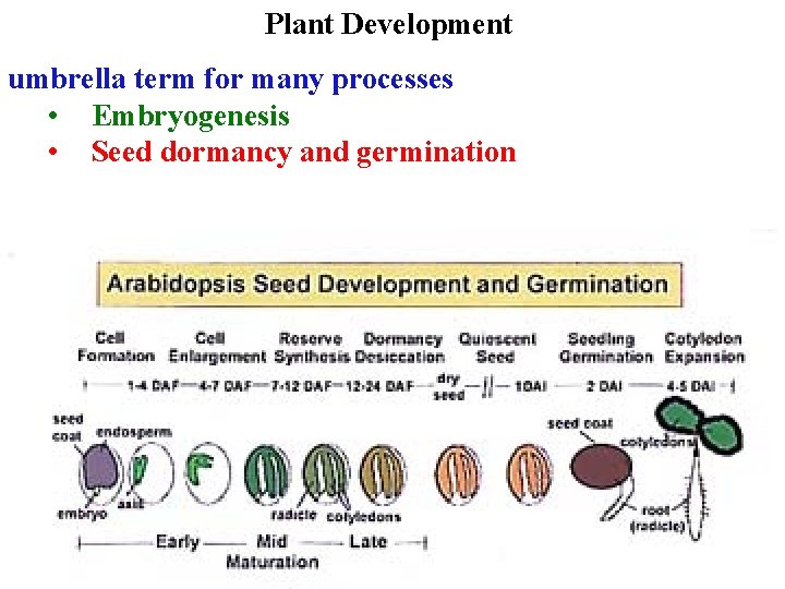 Plant Development umbrella term for many processes • Embryogenesis • Seed dormancy and germination