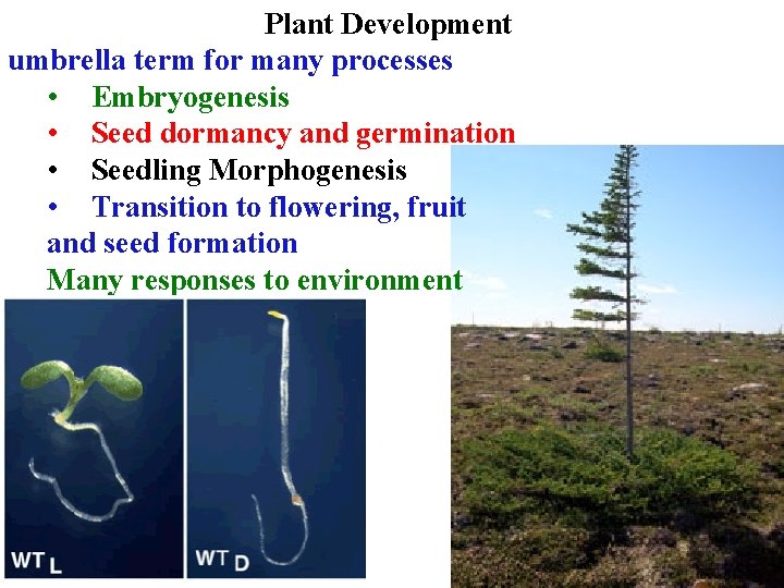 Plant Development umbrella term for many processes • Embryogenesis • Seed dormancy and germination