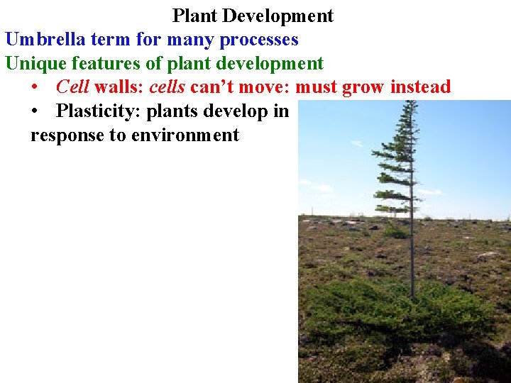 Plant Development Umbrella term for many processes Unique features of plant development • Cell