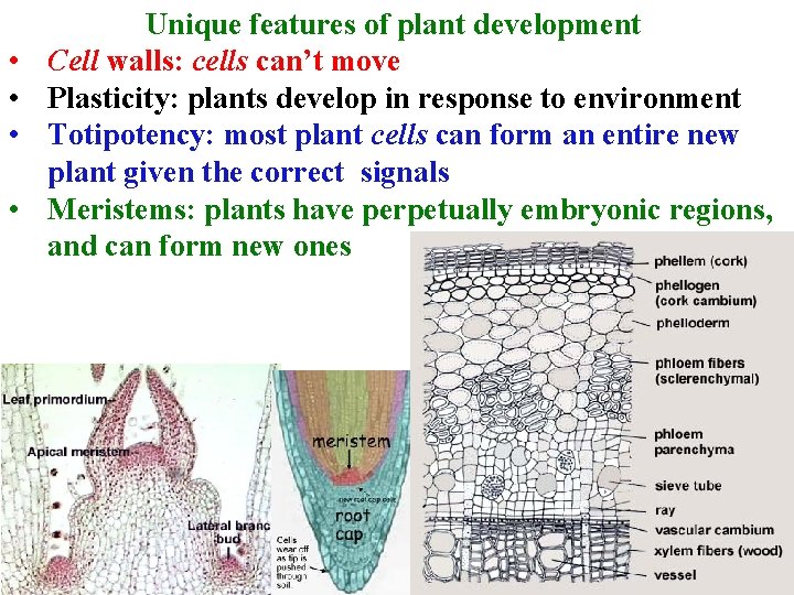  • • Unique features of plant development Cell walls: cells can’t move Plasticity: