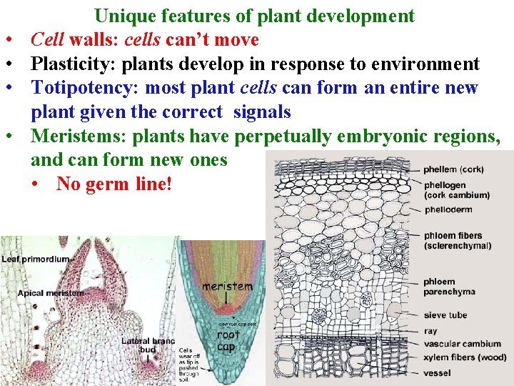  • • Unique features of plant development Cell walls: cells can’t move Plasticity:
