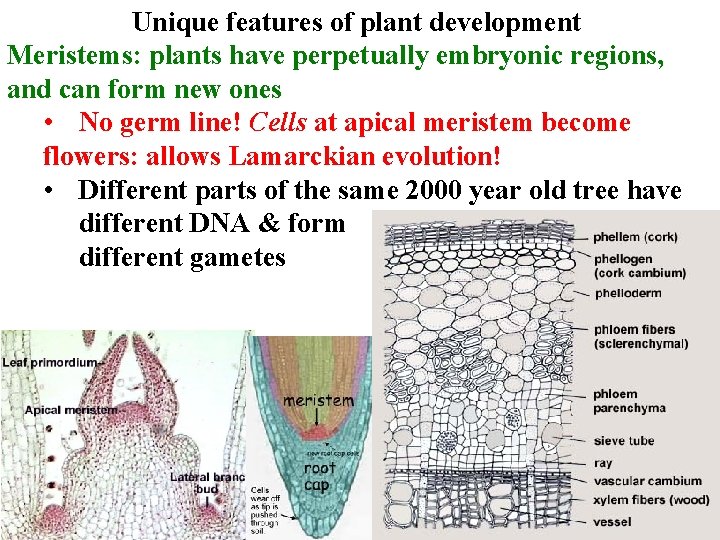 Unique features of plant development Meristems: plants have perpetually embryonic regions, and can form
