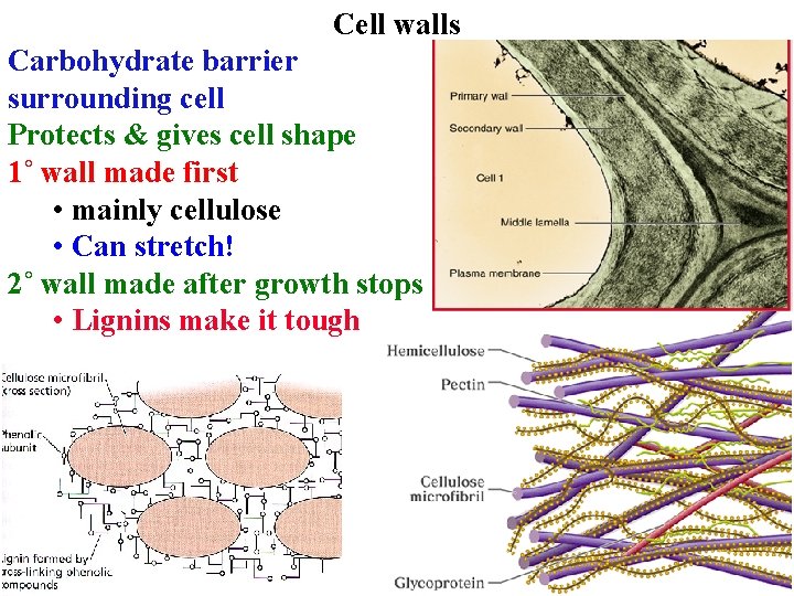 Cell walls Carbohydrate barrier surrounding cell Protects & gives cell shape 1˚ wall made