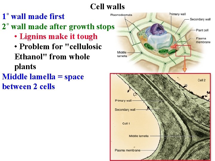 Cell walls 1˚ wall made first 2˚ wall made after growth stops • Lignins
