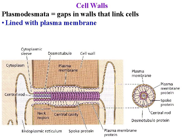 Cell Walls Plasmodesmata = gaps in walls that link cells • Lined with plasma