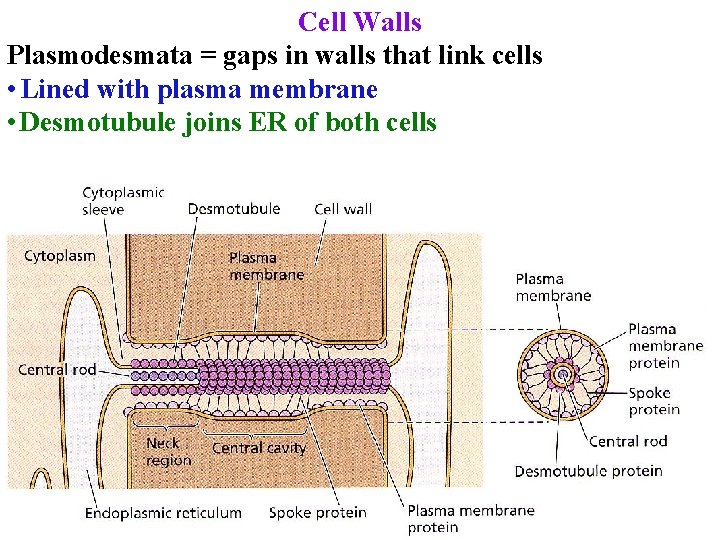 Cell Walls Plasmodesmata = gaps in walls that link cells • Lined with plasma