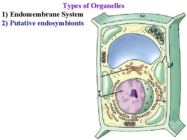 Types of Organelles 1) Endomembrane System 2) Putative endosymbionts 