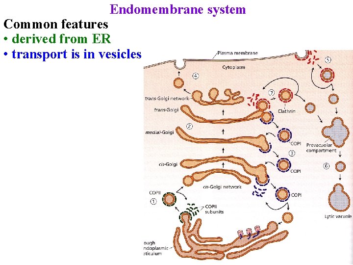 Endomembrane system Common features • derived from ER • transport is in vesicles 