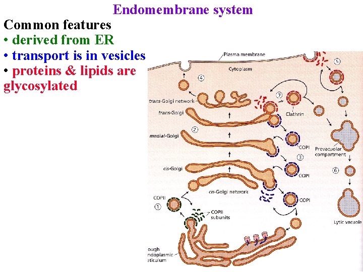 Endomembrane system Common features • derived from ER • transport is in vesicles •