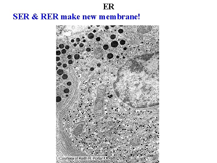 ER SER & RER make new membrane! 