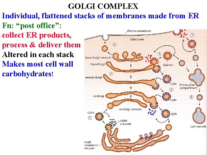 GOLGI COMPLEX Individual, flattened stacks of membranes made from ER Fn: “post office”: collect