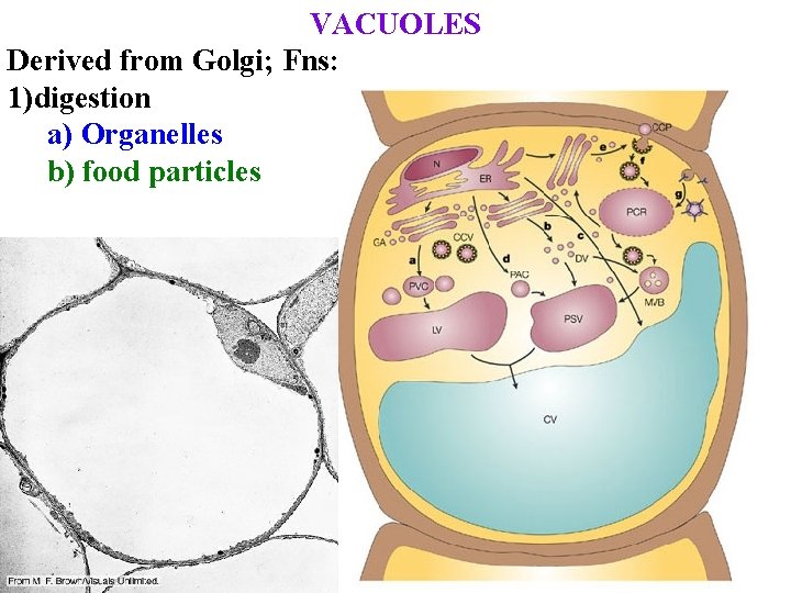 VACUOLES Derived from Golgi; Fns: 1)digestion a) Organelles b) food particles 