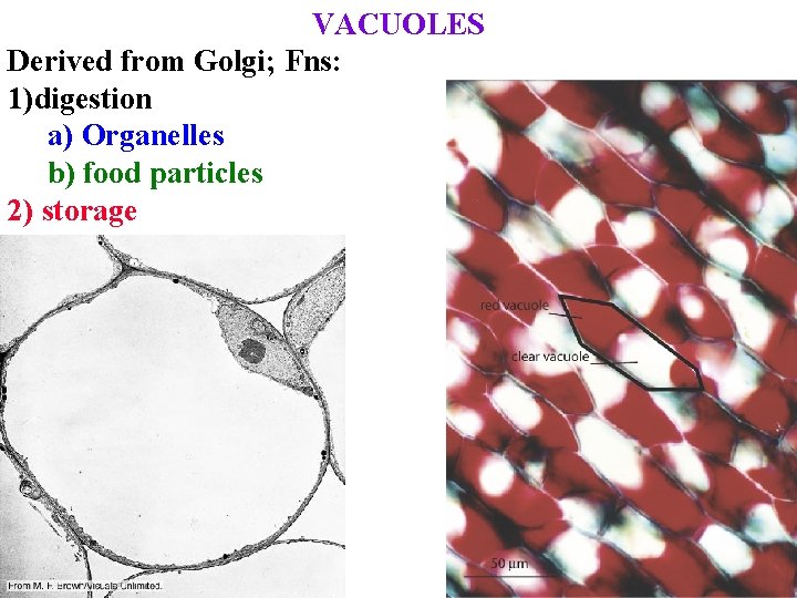 VACUOLES Derived from Golgi; Fns: 1)digestion a) Organelles b) food particles 2) storage 