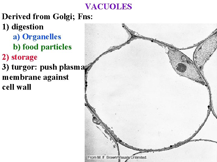 VACUOLES Derived from Golgi; Fns: 1) digestion a) Organelles b) food particles 2) storage