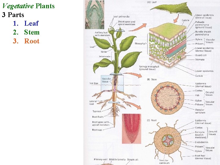 Vegetative Plants 3 Parts 1. Leaf 2. Stem 3. Root 