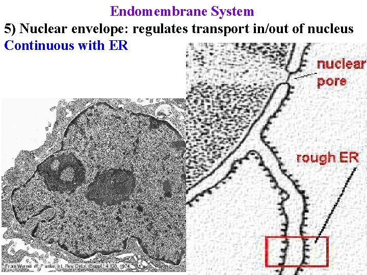 Endomembrane System 5) Nuclear envelope: regulates transport in/out of nucleus Continuous with ER 