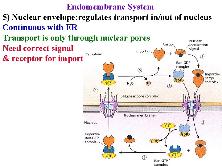 Endomembrane System 5) Nuclear envelope: regulates transport in/out of nucleus Continuous with ER Transport