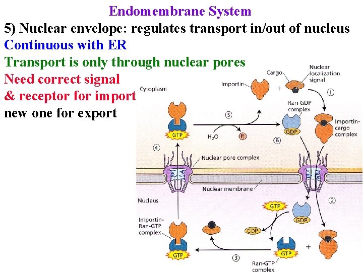 Endomembrane System 5) Nuclear envelope: regulates transport in/out of nucleus Continuous with ER Transport