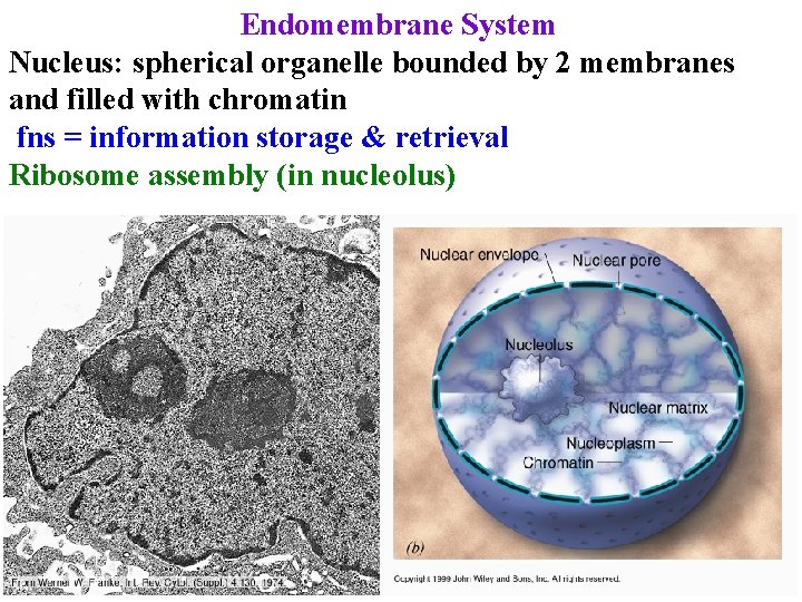 Endomembrane System Nucleus: spherical organelle bounded by 2 membranes and filled with chromatin fns