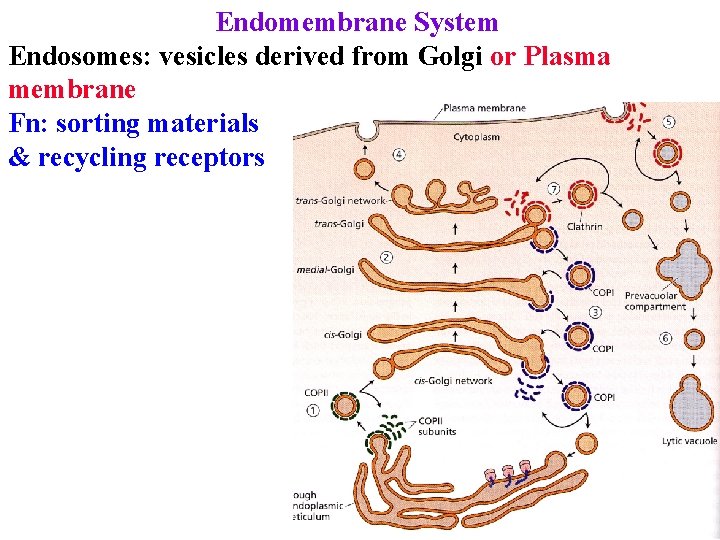 Endomembrane System Endosomes: vesicles derived from Golgi or Plasma membrane Fn: sorting materials &