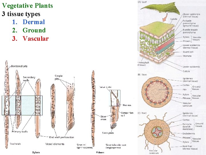 Vegetative Plants 3 tissue types 1. Dermal 2. Ground 3. Vascular 