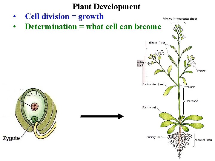  • • Plant Development Cell division = growth Determination = what cell can