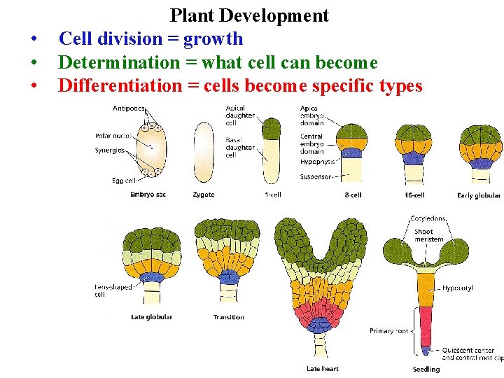  • • • Plant Development Cell division = growth Determination = what cell