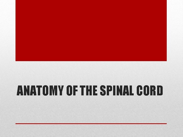 ANATOMY OF THE SPINAL CORD ANATOMY OF THE SPINAL CORD