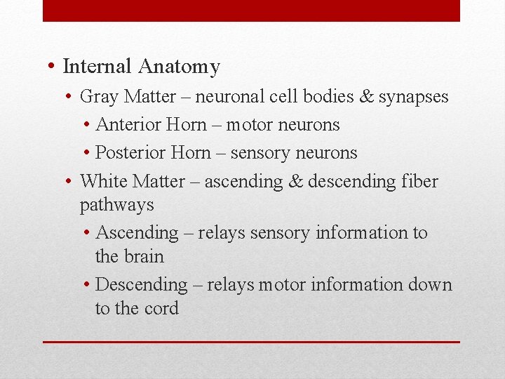 • Internal Anatomy • Gray Matter – neuronal cell bodies & synapses • • Internal Anatomy • Gray Matter – neuronal cell bodies & synapses •