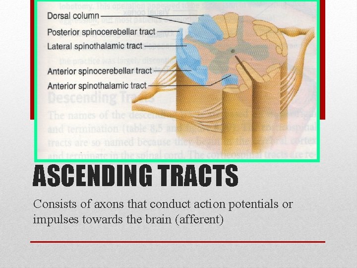 ASCENDING TRACTS Consists of axons that conduct action potentials or impulses towards the brain ASCENDING TRACTS Consists of axons that conduct action potentials or impulses towards the brain