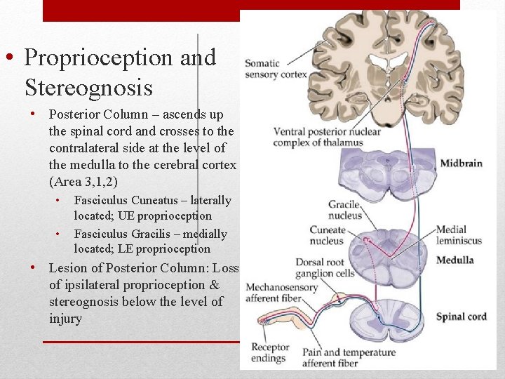 • Proprioception and Stereognosis • Posterior Column – ascends up the spinal cord • Proprioception and Stereognosis • Posterior Column – ascends up the spinal cord
