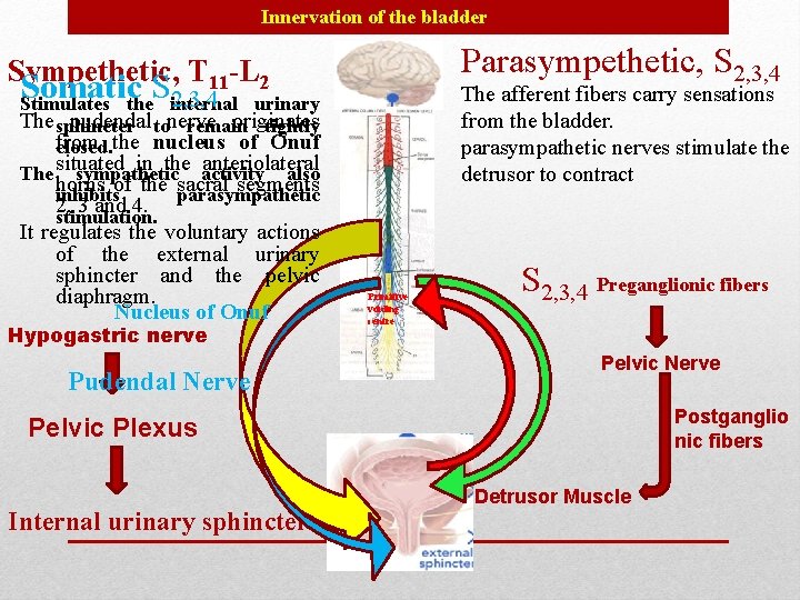 Innervation of the bladder Parasympethetic, S 2, 3, 4 Sympethetic, T 11 -L 2 Innervation of the bladder Parasympethetic, S 2, 3, 4 Sympethetic, T 11 -L 2