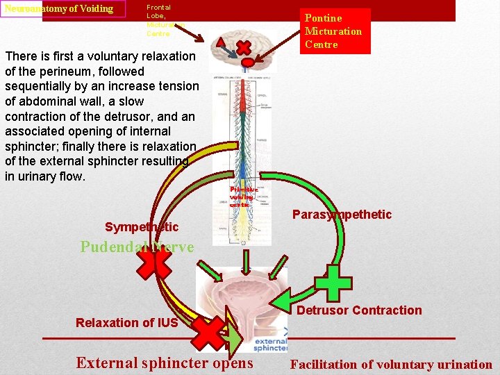 Neuroanatomy of Voiding Frontal Lobe, Micturation Centre Pontine Micturation Centre There is first a Neuroanatomy of Voiding Frontal Lobe, Micturation Centre Pontine Micturation Centre There is first a