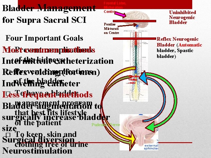 Bladder Management for Supra Sacral SCI Frontal Lobe, Micturation Centre Pontine Micturati on Centre Bladder Management for Supra Sacral SCI Frontal Lobe, Micturation Centre Pontine Micturati on Centre
