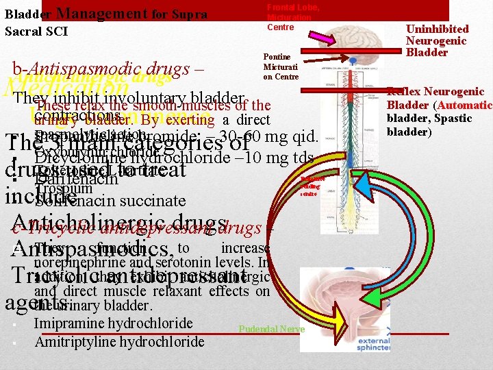 Frontal Lobe, Micturation Centre Bladder Management for Supra Sacral SCI b-Antispasmodic drugs – Anticholinergic Frontal Lobe, Micturation Centre Bladder Management for Supra Sacral SCI b-Antispasmodic drugs – Anticholinergic