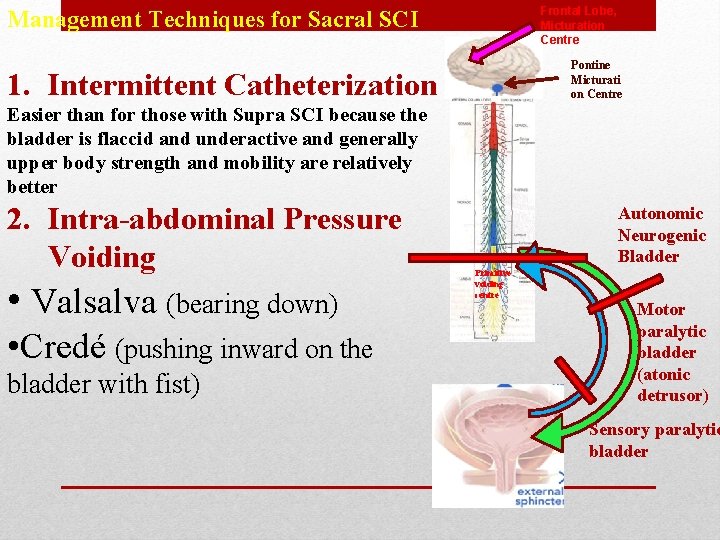 Frontal Lobe, Micturation Centre Management Techniques for Sacral SCI Pontine Micturati on Centre 1. Frontal Lobe, Micturation Centre Management Techniques for Sacral SCI Pontine Micturati on Centre 1.