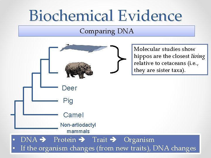 Biochemical Evidence Comparing DNA Molecular studies show hippos are the closest living relative to