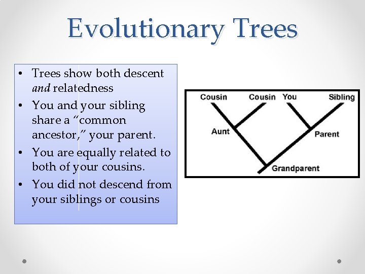 Evolutionary Trees • Trees show both descent and relatedness • You and your sibling