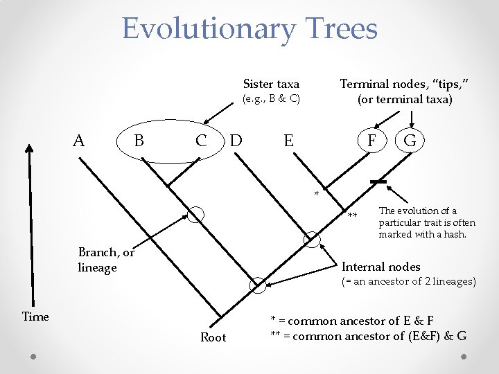 Evolutionary Trees Sister taxa Terminal nodes, “tips, ” (or terminal taxa) (e. g. ,