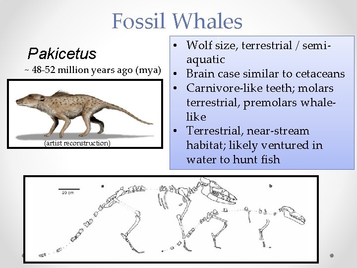 Fossil Whales • Wolf size, terrestrial / semi. Pakicetus aquatic ~ 48 -52 million