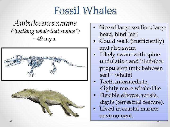 Fossil Whales Ambulocetus natans (“walking whale that swims”) ~ 49 mya • Size of