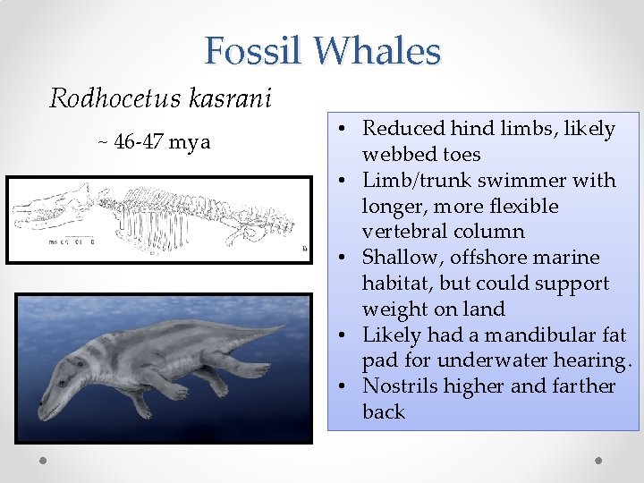 Fossil Whales Rodhocetus kasrani ~ 46 -47 mya • Reduced hind limbs, likely webbed