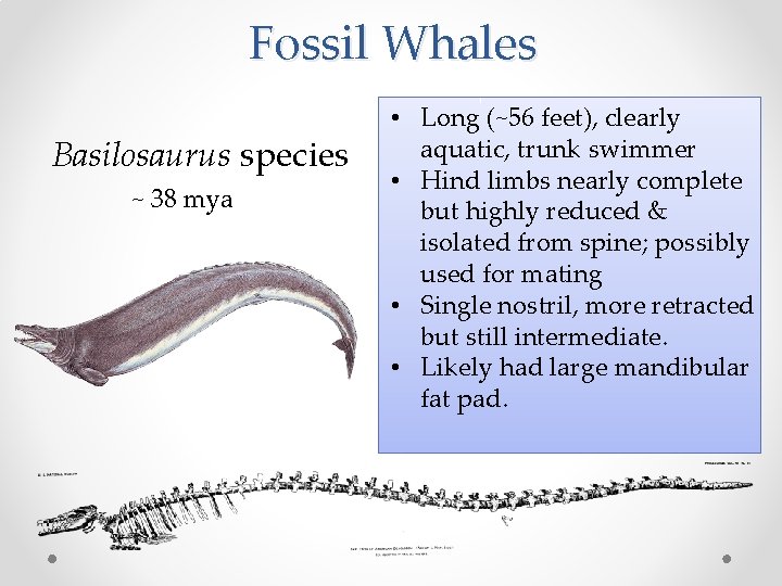 Fossil Whales Basilosaurus species ~ 38 mya • Long (~56 feet), clearly aquatic, trunk