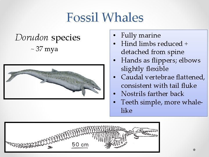 Fossil Whales Dorudon species ~ 37 mya • Fully marine • Hind limbs reduced